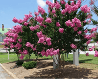 Vibrant pink Hopi crape myrtle blooms in a garden setting.