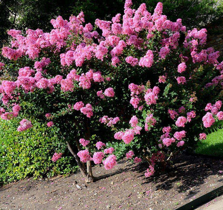 Vibrant pink Hopi Crape Myrtle with fragrant blooms attracting pollinators.