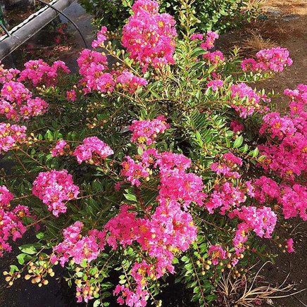 Bubblegum pink Houston Crape Myrtle with lush foliage and vibrant blooms.