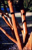 Kiowa Crape Myrtle tree with exfoliating bark in tones of light red, brown, and gray.