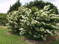 Kiowa Crape Myrtle with white flower clusters, ideal for privacy hedges and borders in landscapes.
