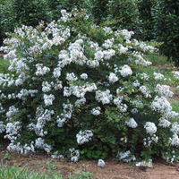 Kiowa Crape Myrtle with white flowers, ideal for compact landscape hedges.