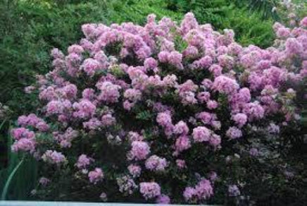 Lovely lavender flowers on Lilac Passion⢠crape myrtle in lush garden.