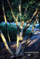 Lipan Crape Myrtle tree with light and dark gray exfoliating bark.