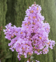 Lipan Crape Myrtle with rich lavender blooms and weeping branches.
