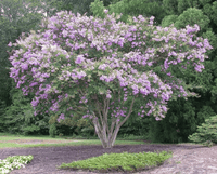 Lipan Crape Myrtle with rich lavender blooms and weeping branches in garden setting.