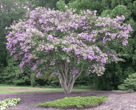 Lipan Crape Myrtle with rich lavender blooms and weeping branches in garden setting.
