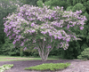 {"width" => 350, "height" => 350, "loading" => "lazy", "sizes" => "(min-width: 990px) 350px, 50vw", "widths" => "350,700", "alt" => "Lipan Crape Myrtle with rich lavender blooms and weeping branches in garden setting."}