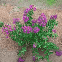 Mardi Gras Crape Myrtle shrub with vibrant purple flowers and lush green foliage.