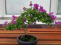 Mardi Gras Crape Myrtle with vibrant purple flowers in a pot.