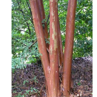 Miss Gail Crape Myrtle tree with exfoliating bark displaying light gray and beige hues.