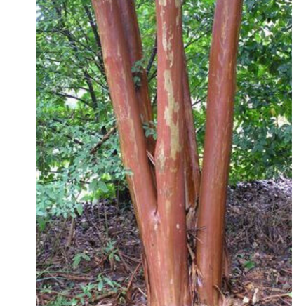 Miss Gail Crape Myrtle tree with exfoliating bark displaying light gray and beige hues.