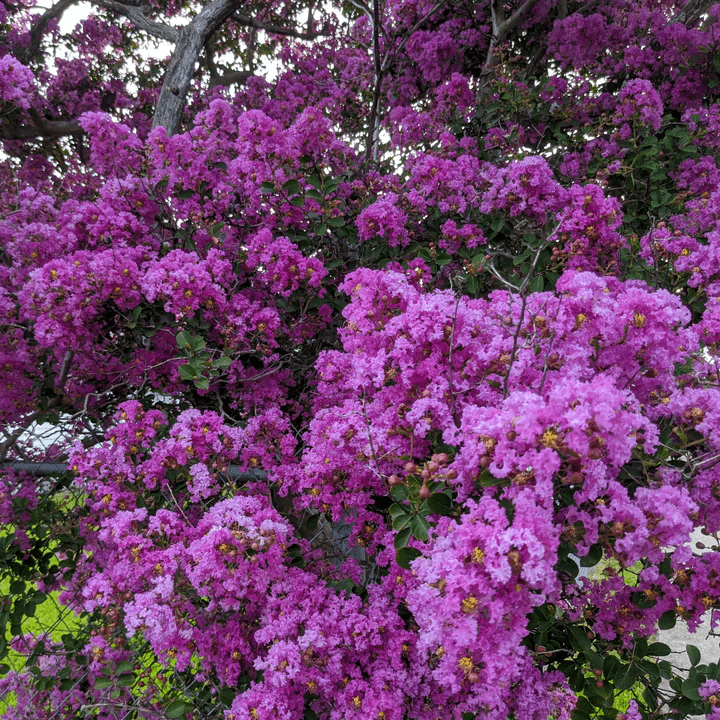 Miss Gail Crape Myrtle💜: Striking Purple Elegance on an Upright