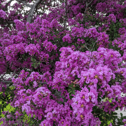 Miss Gail Crape Myrtle with vibrant dark purple blooms and dense foliage.
