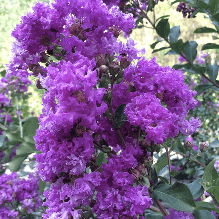 Miss Gail Crape Myrtle with elegant dark purple blooms and dark green leaves.