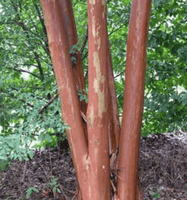 Miss Sandra Crape Myrtle Bark, Shades of Red and Brown
