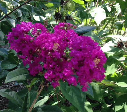 Miss Sandra Crape Myrtle Flower