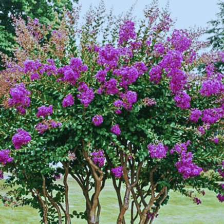 Miss Sandra Crape Myrtle Purple Blooms