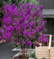 Miss Sandra Crape Myrtle Tree