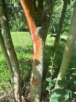Close-up of Natchez Crape Myrtle tree with dark cinnamon red exfoliating bark.