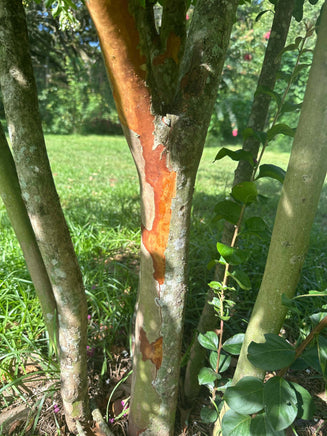 Close-up of Natchez Crape Myrtle tree with dark cinnamon red exfoliating bark.