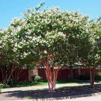 Natchez Crape Myrtle tree with large white blooms and dark cinnamon red bark.