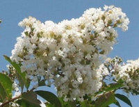Natchez Crape Myrtle with large showy white flowers in full bloom.