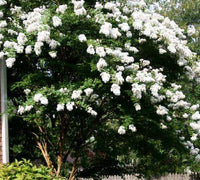 Natchez Crape Myrtle tree with showy white blooms in a garden landscape.