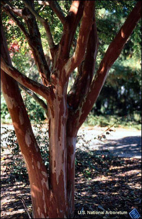 Natchez Crape Myrtle tree with dark cinnamon red exfoliating bark.