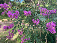 New Orleans Crape Myrtle: Sprawling Branches with Light Purple Flowers