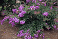 New Orleans Miniature Crape Myrtle as a Stand-Alone Small Bush