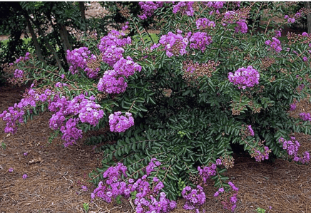 New Orleans Miniature Crape Myrtle as a Stand-Alone Small Bush