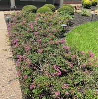 New Orleans Miniature Crape Myrtles as a Ground Cover