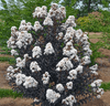 {"width" => 350, "height" => 350, "loading" => "lazy", "sizes" => "(min-width: 990px) 350px, 50vw", "widths" => "350,700", "alt" => "Obsidian Cookies and Cream™ Crape Myrtle: Striking Contrast with Dark Foliage with Bright White Flowers"}