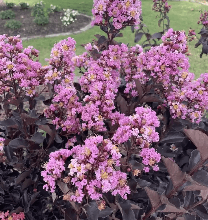 Obsidian Lilac™ Crape Myrtle🖤 Elegant Lavender Blooms on Dark Foliage|  Southern Charm Crape Myrtles, LLC