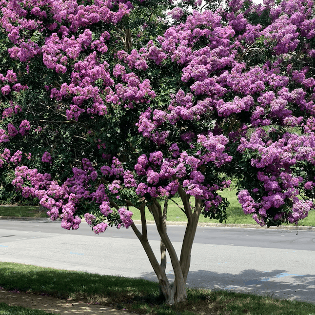 Obsidian Lilac™ Crape Myrtle🖤 Elegant Lavender Blooms on Dark Foliage|  Southern Charm Crape Myrtles, LLC