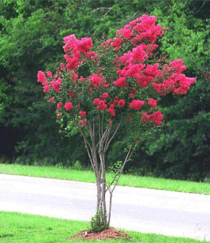 Okmulgee Crape Myrtle: Compact Elegance, Extremely Bright Pink