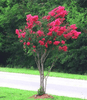 {"width" => 350, "height" => 350, "loading" => "lazy", "sizes" => "(min-width: 990px) 350px, 50vw", "widths" => "350,700", "alt" => "Okmulgee Crape Myrtle with vibrant hot pink blooms and light green foliage."}