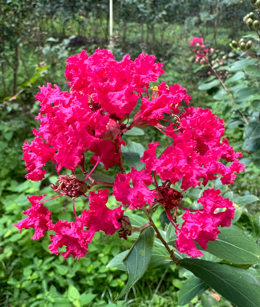 Okmulgee Crape Myrtle: Compact Elegance, Extremely Bright Pink