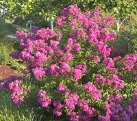 Orchid Bijou Micro Mini™ Crape Myrtle with vivid purple flowers in a garden setting.