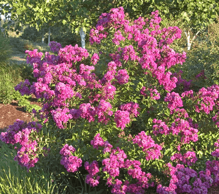 Orchid Bijou Micro Mini™ Crape Myrtle with vivid purple flowers in a garden setting.