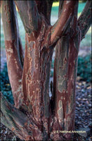 Osage Crape Myrtle showing its unique exfoliating bark.