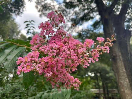 Osage Crape Myrtle with vibrant pink blooms in a natural setting.