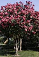 Osage Crape Myrtle tree with vibrant pink blooms and dark green leaves.