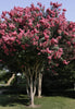 {"width" => 350, "height" => 350, "loading" => "lazy", "sizes" => "(min-width: 990px) 350px, 50vw", "widths" => "350,700", "alt" => "Osage Crape Myrtle tree with vibrant pink blooms and dark green leaves."}
