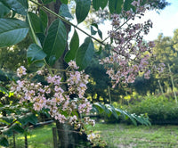 Osage Crape Myrtle with delicate light pink blooms and green leaves in a garden setting.