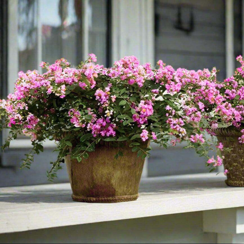 Pink Blush Crape Myrtle: Delicate Baby Pink Blooms with a Cascading Growth  Pattern