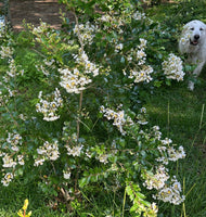 Pixie White Miniature Crape Myrtle Mother Plant at Home with My Dog