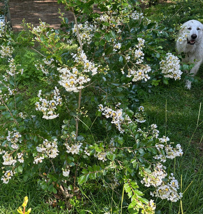Pixie White Miniature Crape Myrtle Mother Plant at Home with My Dog