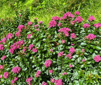 Pokomoke crape myrtle with bushy growth and dark rose pink flowers.